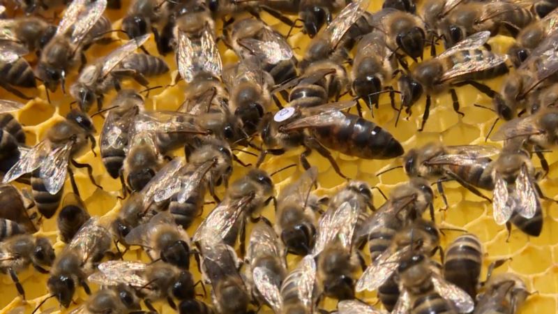 EK predlaže zabranu pesticida štetnih za pčele