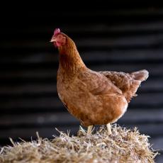 EKOLOŠKA KATASTROFA NA OBALI MORAČE: Neko izbacio PET TONA kokošjih nogica! (FOTO)