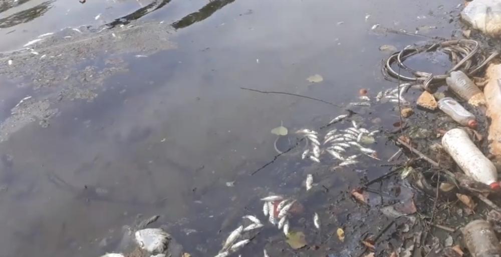 EKOLOŠKA KATASTROFA U BIJELOM POLJU SVE GORA: Mrtve ribe i dalje plivaju Limom, a reka puna đubreta! (VIDEO)