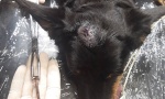 EKSER je ukucan 5 cm u LOBANjU, to je mogao da uradi samo ČOVEK uz pomoć alata: Operisan pas iz Novog Sada, čija je priča šokirala Srbiju! (FOTO)