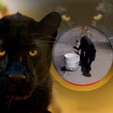 EKSKLUZIVNO OTKRIVAMO: Crni panter ušao u dvorište kuće u Vrbasu, policija i lovci na terenu