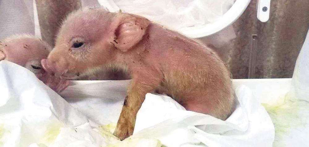 EKSPERIMENT KINESKIH NAUČNIKA: Ovo je prvi hibrid svinje i majmuna! (FOTO)