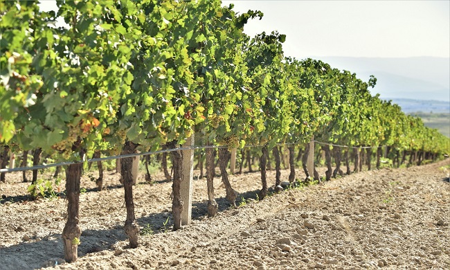 EKSPERTI PREPORUČUJU: Kako do dobrog vina otpornog na klimatske promene