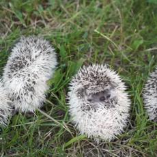 EKSPLOZIJA SLATKOĆE: Pogledajte kako izgleda kada se mali ježevi probude (VIDEO)