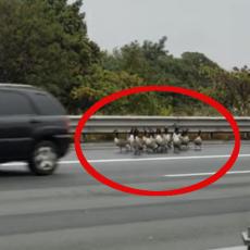 EKSTREMNE GUSKE: Samo su ušetale na autoput i uključile se u saobraćaj, po propisima! (VIDEO)