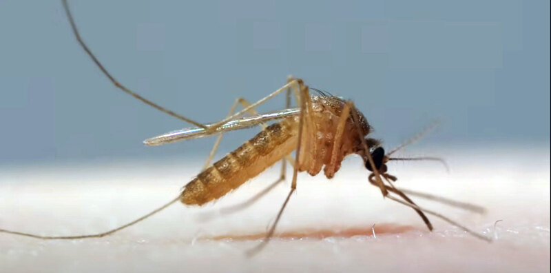 EU: Porast broja virusa koje prenose komarci širi se Evropom