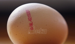 EU: Zagadjena jaja prodavana u najmanje sedam zemalja