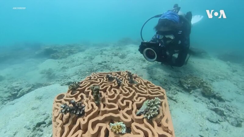 Ekolozi koriste pločice od terakote da bi obnovili
korale 