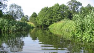 Ekolozi pronašli ostatke zaštitnih rukavica i maski u velikim evropskim rekama