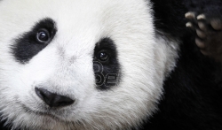 Eksperti: Džinovske pande više nisu ugrožena