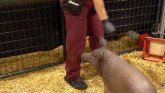 Elon Mask: Upoznajte Gertrudu - svinju sa čipom u mozgu