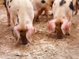 Epidemija afričke kuge - 1.000 svinja eutanizirano ili odvedeno na klanje u Pirot i okolinu