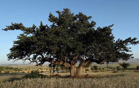 Etiopljani zasadili 350 milijuna stabala u samo jednom danu