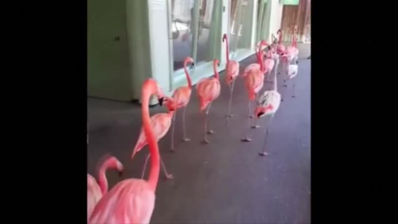Evaukacija flamingosa zbog Irme