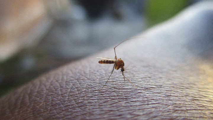 Evo šta reakcija na ujed komarca govori o vašem zdravlju
