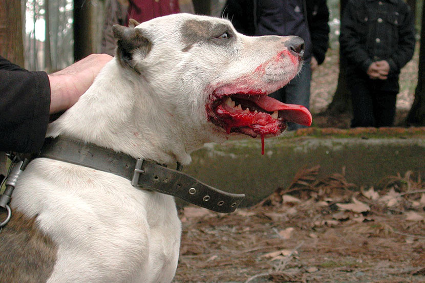 Evo zašto je pitbul najopasniji pas na svetu (VIDEO)
