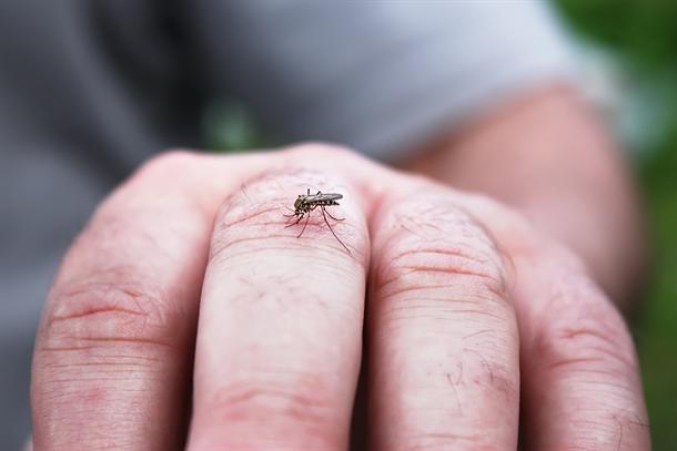 Evo zašto komarci neke ljude više vole