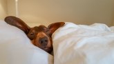 Evo zašto pse ne bi trebalo buditi iz sna