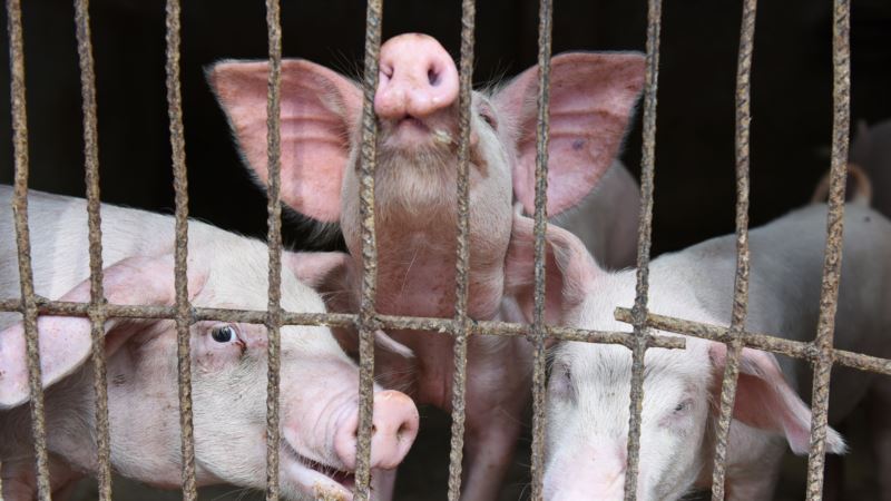 Evropska Komisija odobrila sredstva za prevenciju afričke svinjske kuge u BiH