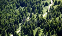 Evropski fond za Balkan počinje regionalnu akciju sadnje drveća Drvo prijateljstva