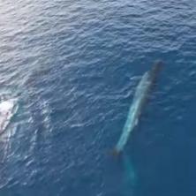 FASCINANTNO Jadransko more puno kitova - ovakav prizor se retko viđa, evo gde ih ima (VIDEO)