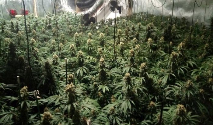 FOTO: Državljani Srbije uhapšeni u Španiji zbog uzgoja marihuane