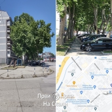 FOTO: Dva drvoreda u kragujevackoj ulici postaju urbani raritet