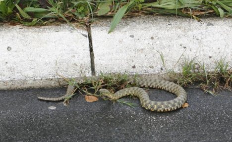 (FOTO) JEZIV PRIZOR USRED BEOGRADA: Velika zmija gmiže po pločnicima u blizini Fakulteta za medije! 