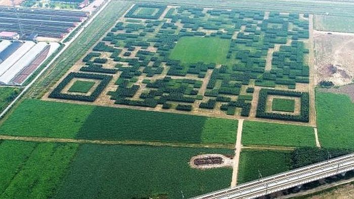 FOTO: Kinesko selo napravilo ogroman QR kod od 130.000 stabala