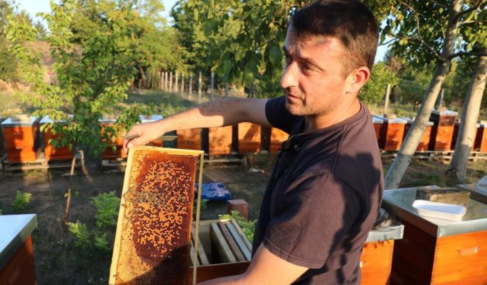 FOTO: Masovni pomor pčela kod Bačke Topole, ravno katastrofi
