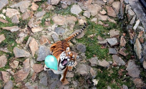 (FOTO) NATAŠI I SAJU TORTA ZA NOVU GODINU: Bengalski tigrovi se gostili biftekom i igrali balonima