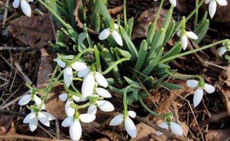 (FOTO) NIJE SVE TAKO CRNO: Proleće stiglo kraj Velike Morave