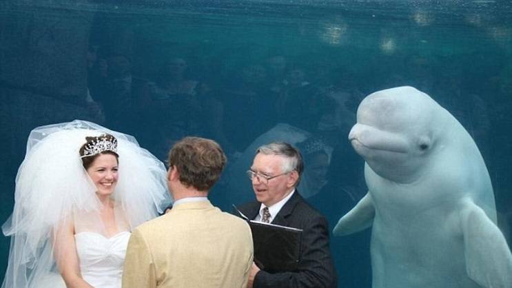 FOTO: Neočekivani gost na venčanju postao hit na internetu