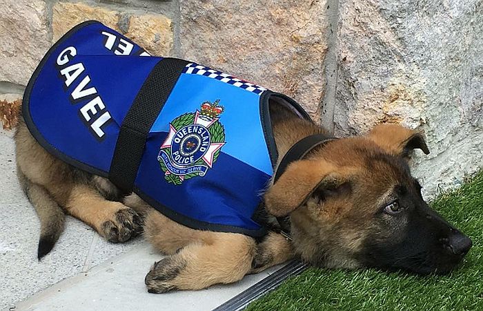 FOTO: Policijski pas dobio otkaz jer se suviše radovao nepoznatim ljudima