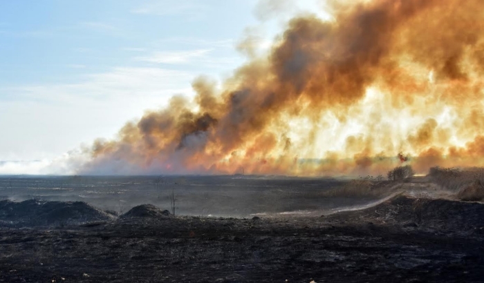 FOTO: Srbija u plamenu, desetine hiljada ptica bez hrane i skloništa