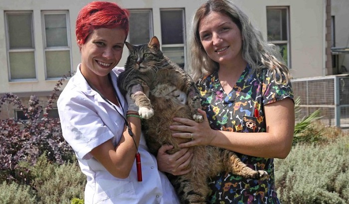 FOTO: Ulična mačka u Turskoj, teška više od 19 kilograma, mora na dijetu