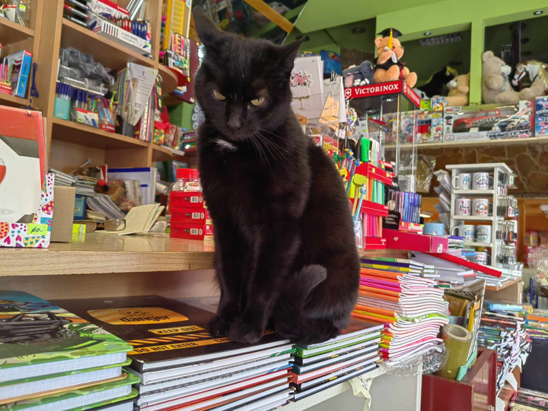 FOTO VEST: Mačak u knjižari u Vranju 