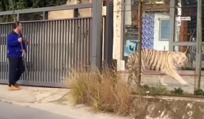 FOTO, VIDEO: Tigar pobegao iz cirkusa, gradonačelnik mislio da je šala