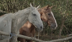 Film o jedinom azilu za konje u Srbiji premijerno na Beldoksu (FOTO/VIDEO)