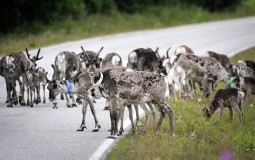 
					Finska uvela aplikaciju za upozorenje na irvase na putu 
					
									