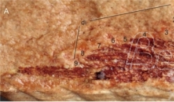 Fosilni ostaci galeaspida sa ‘devet repova’ otkriveni na jugu Kine