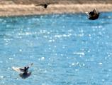 Foto-vest: Dva lica Nišave - u reci ptice, na obali đubre