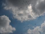 Foto-vest: Stotinu paraglajdera na niškom nebu