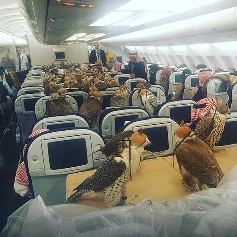 Fotografija zapalila internet: OSAMDESET ptica grabljivica letelo avionom saudijskog princa!