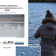 Fotografski prirucnik za raspoznavanje labudova (Cygnus sp) u Srbiji