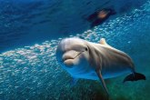 Francuzi zabranili kupanje na plaži zbog napaljenog delfina