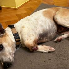 GAŠA JE SUPER HEROJ! Nesvakidašnja sudbina uličnog psa iz Sudana kog je put doveo do toplog doma u Beogradu (FOTO)