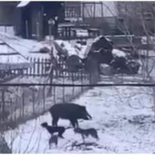 GLADIJATORSKA BORBA SA VEPROM U PRIJEPOLJU: Upao u dvorište i napao meštane - na pse KRVOLOČNO kidisao (VIDEO)
