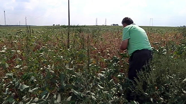 GMO afera u Makedoniji – sporna soja poreklom iz Srbije?