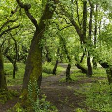 GRAD SA VELIKOM EKOLOŠKOM SVEŠĆU: Subotičani uzeli učešće u akciji Zaštitimo i očistimo subotičku šumu